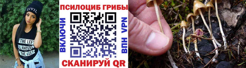KRAKEN как зайти  Кохма  Псилоцибиновые грибы Psilocybine cubensis 