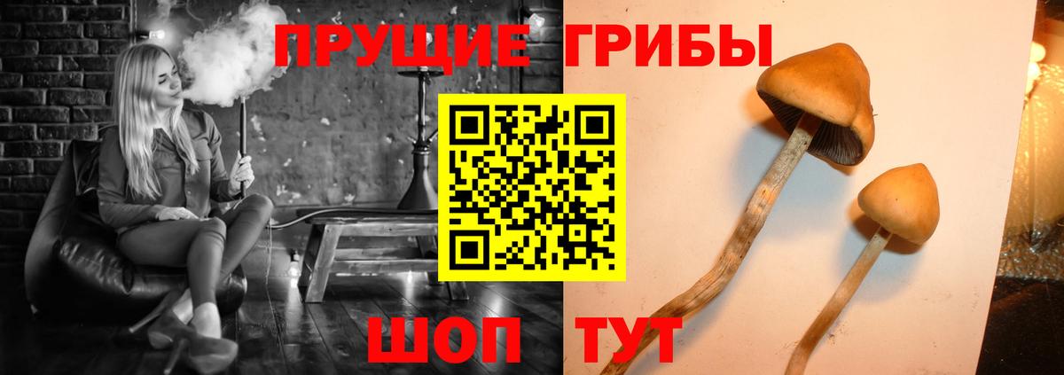 Псилоцибиновые грибы Psilocybe Кохма